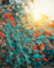 CB PicsArt Nature Photo Editing Blur Background Full HD