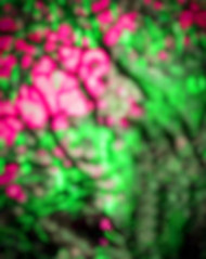 CB PicsArt Photo Editing Blur Leaf Background Full HD