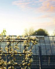 CB Snapseed Flowers Photo Editing HD Background