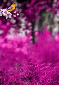 Little bird HD CB PicsArt Editing New Background