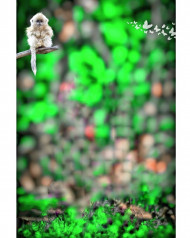 Monkey CB PicsArt Editing Nature Background HD Download
