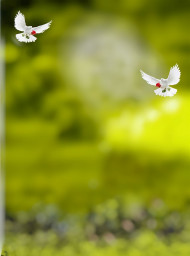 Nature Birds lover CB PicsArt Editing New Background HD