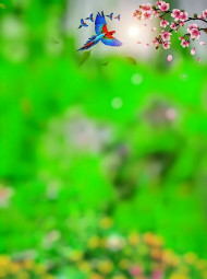 Nature HD Birds CB PicsArt Editing New Background