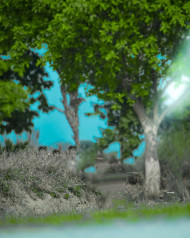 Photo Editing Free Tree Background CB New Images HD Walpaper