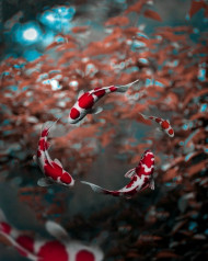 Photoshop Photo editing Background Download Free Nature