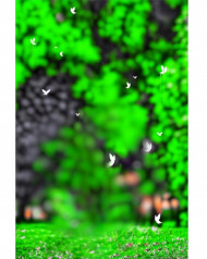 PicsArt CB Editing Green NAture Background HD