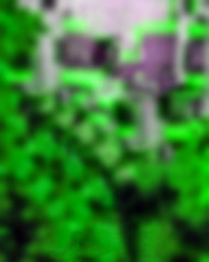 PicsArt Green Blur Photo Editing New Background