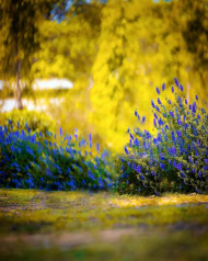 PicsArt Yellow Nature Photo Editing New Background