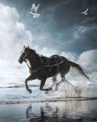 Running Horse Download Free EDiting Images HD Background New