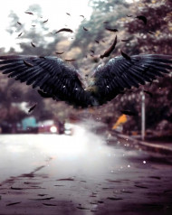 Snapseed Black Wing Background Full HD For Photo Editing
